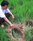 Dấu chân vi dày xéo trên ruộng lúa. Ảnh: Tiền Phong